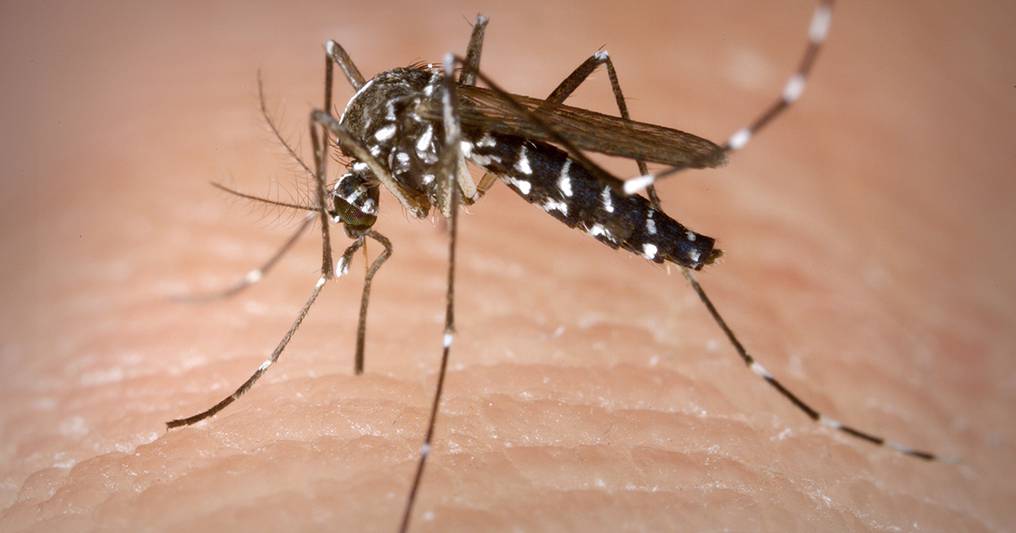 Dengue y Enfermedades Autoinumunes